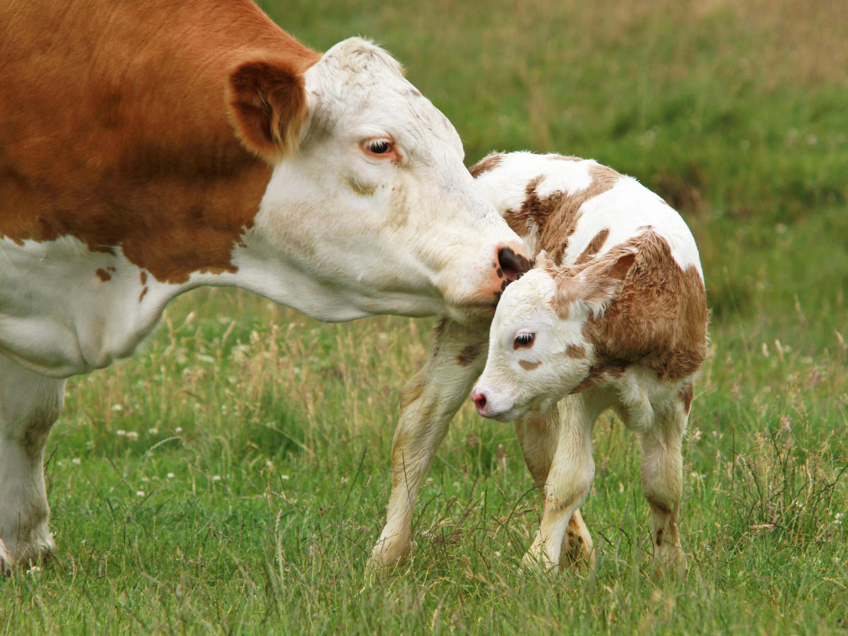 Tiere in der Landwirtschaft | Animal Rights Switzerland