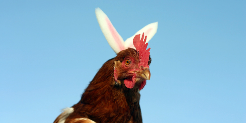 Hühner Ostern leiden
