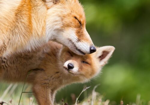 Fuchs Fuchs