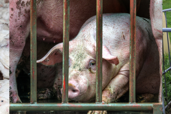 Petition Legales Tierleid (1)