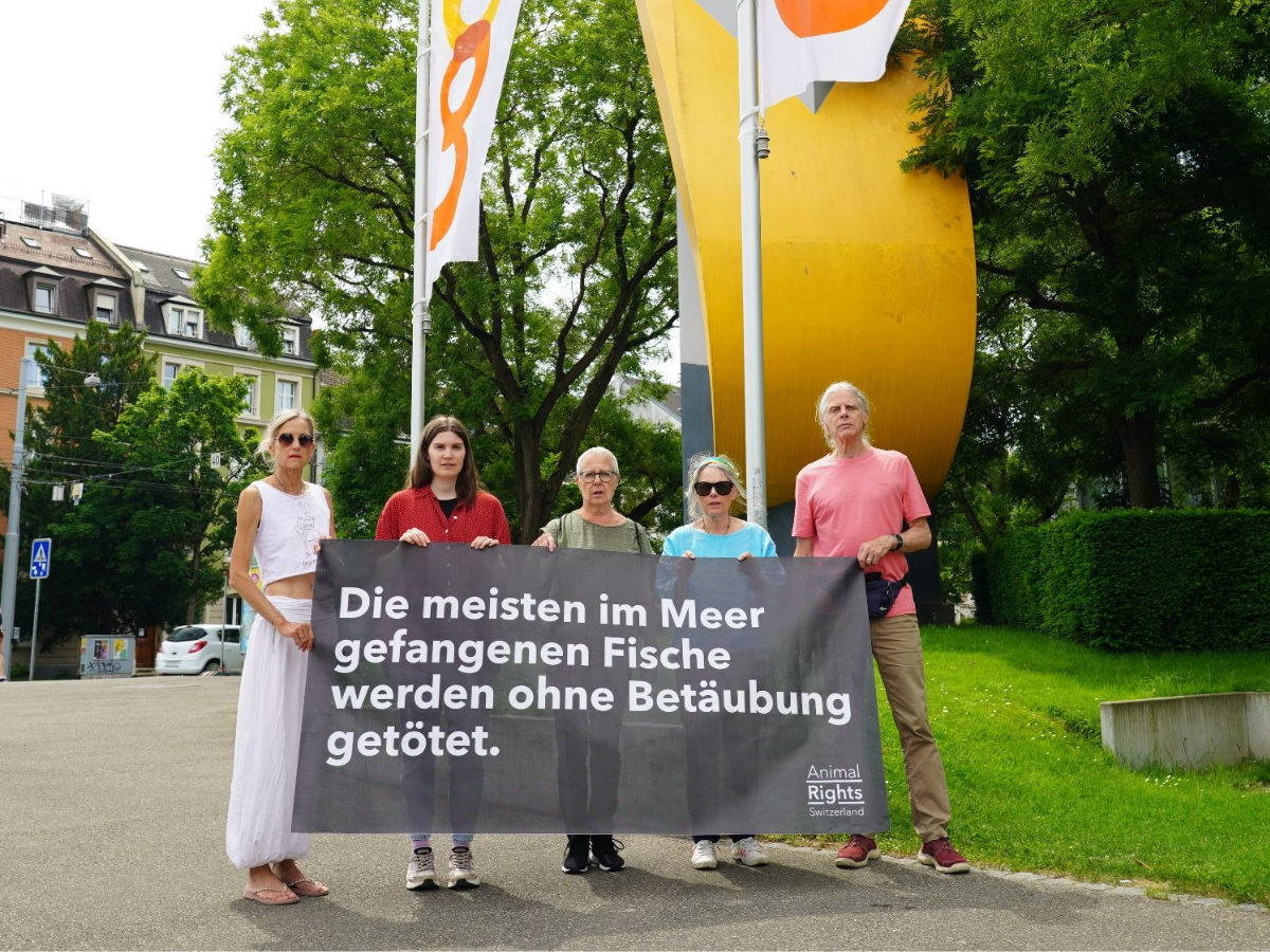 Aktion Coop Fische