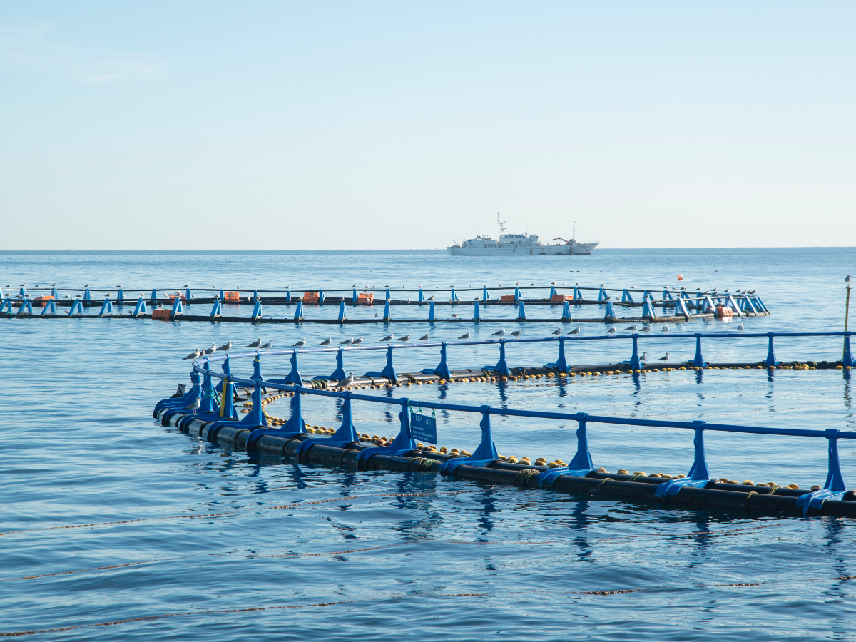 Fischzucht im Meer