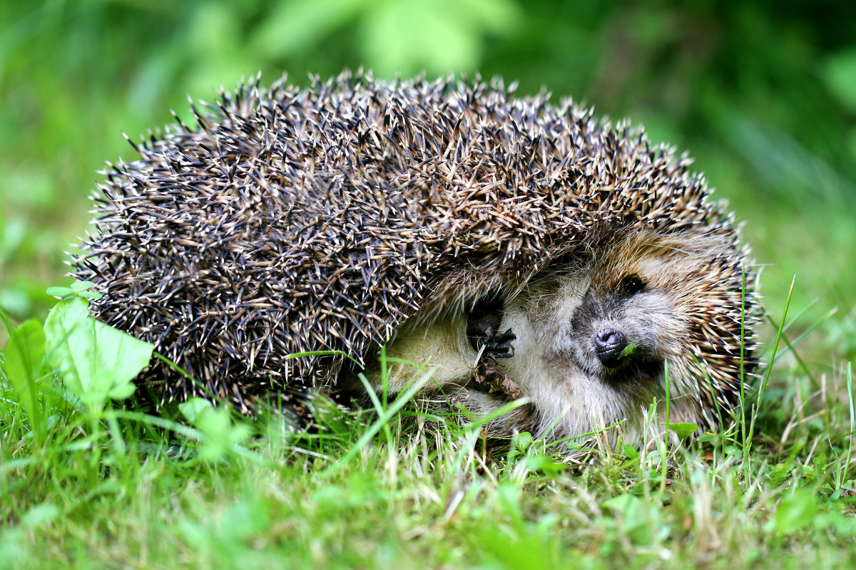 Igel Feuerwerk