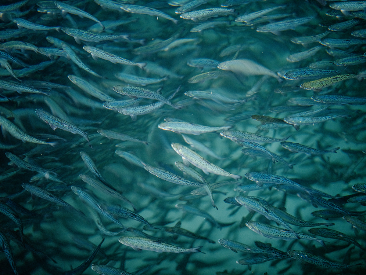 Salmon fry approximately four-months-old swim in a crowded freshwater hatchery tank. Freshwater hatcheries like this one raise salmon from alevins through to smolt, after which the fish are transferred to marine pens to grow to market size. Undisclosed location, Puerto Octay, Osorno Province, Los Lagos Region, Chile, 2025. Marcos Zegers / We Animals