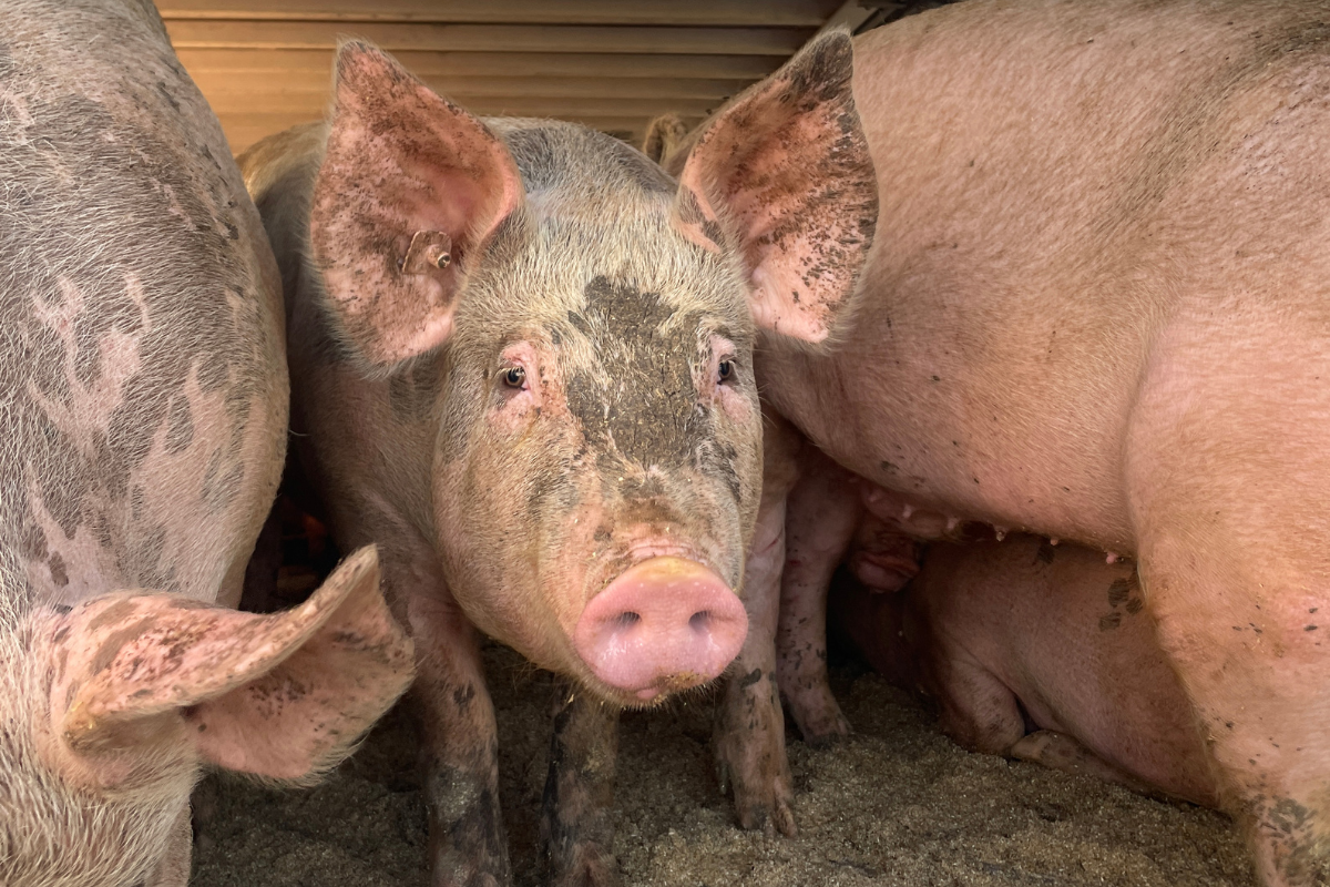 Schwein im Laster